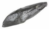 Fossil Whale Tooth - South Carolina #54164-1